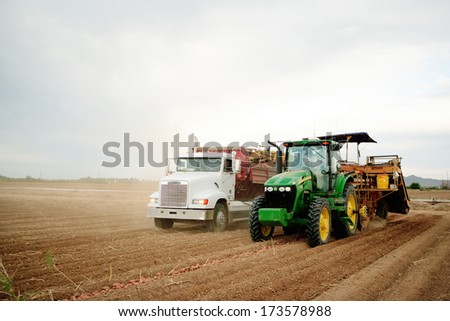 Phoenix, Arizona USA Jun. 4, 2009  Farmers and field hands use farm machinery in the field harvesting potatoes.  The potatoes are dug by a potato combine, and taken for storage.