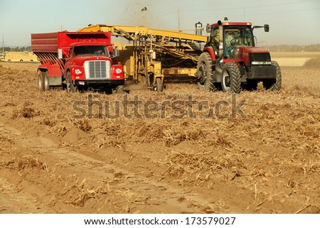 Idaho Falls, Idaho, USA 28 Sept 2011- Farmers and field hands use farm machinery in the field harvesting russet potatoes.  The potatoes are dug by a potato combine, and  taken to a cellar for storage.
