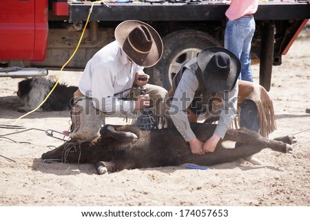 TREASURETON, IDAHO USA APR 16, 2010 Cowboys brand, immunize, tag, and castrate cattle prior to sending them out on open range to feed.