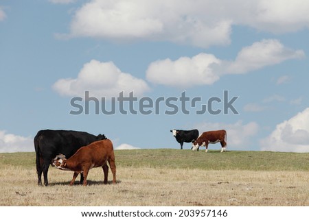 Hereford and angus cattle grazing on a mountain ranch