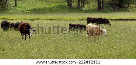 Cattle grazing on national forrest range land