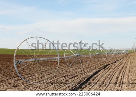 A wheel line sprinkler watering a wheat field