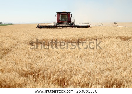 American Falls, Idaho, USA August 7, 2013 A combine harvesting ripe wheat in the fertile farm fields of Idaho.