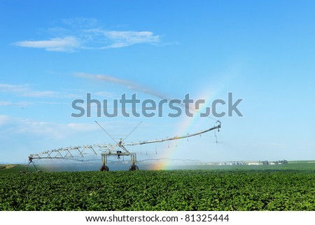 An early morning view of potato field irrigated with a  center pivot  sprinkler system.  The mist from the sprinklers causes a rainbow
