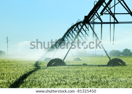 An early morning view of a wheat  field irrigated with a  center pivot  sprinkler system.