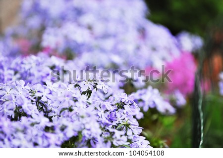 small purple flowers bloom  in late spring  and early summer.