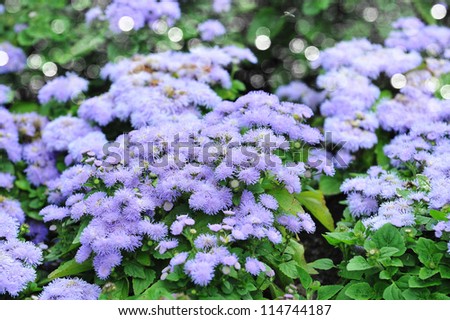 summer garden landscaping in  city park. purple flowers