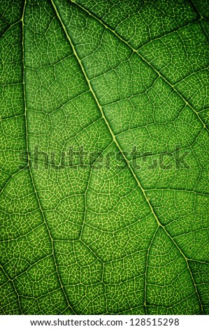 green leaf very close up