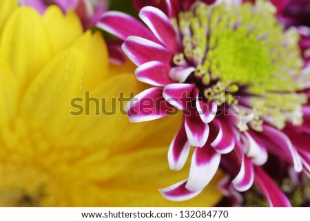 bouquet of different flowers. yellow gerbera and purple chrysanthemums