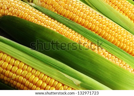 corn cob between green leaves corn cob between green leaves