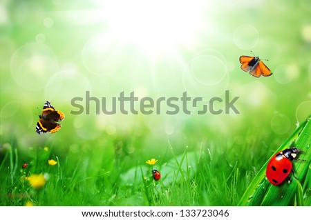 sunny green field with ladybugs and butterfly