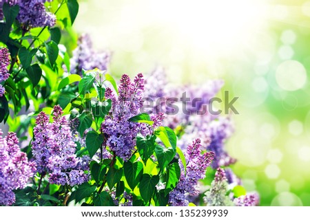 purple lilac bush blooming in May day. City park