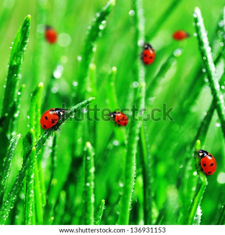 Dew on wet green grass close up