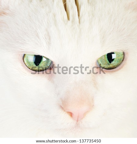 cute white domestic cat  isolated