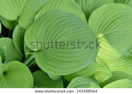 green leaves of plant  very close up