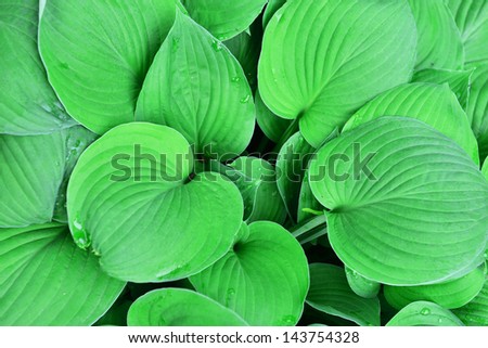 green leaves of plant  very close up