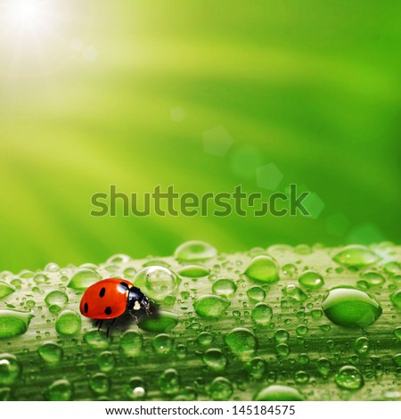 bright green leaf with ladybug and water drop  close up