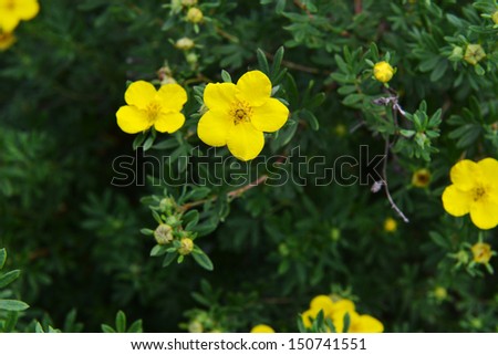 green lush bush with yellow flowers
