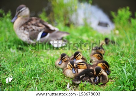 Mallard duck and her ducklings on  bank of  river