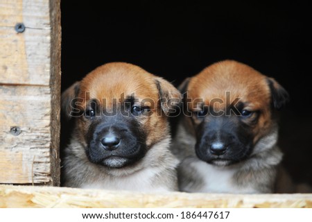 Funny young puppies belgian shepherd malinois  in  dog house