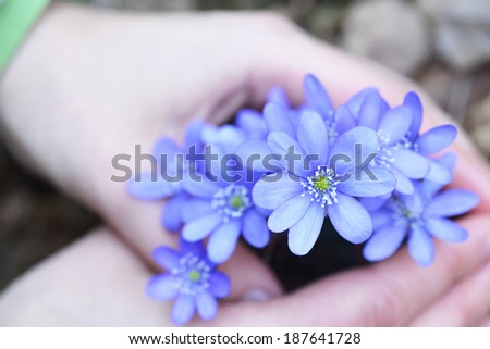 Woman holding blossoming blue flowers
