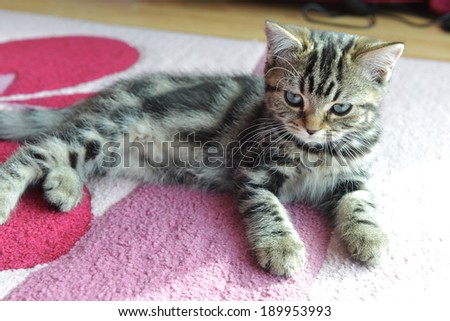 Cute  tabby kitten laying down on  pink carpet