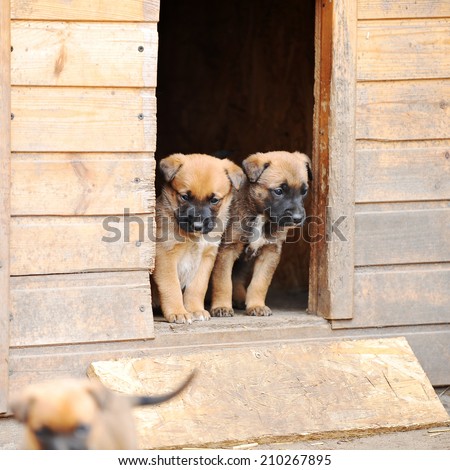 Funny young puppies belgian shepherd malinois  near  dog house