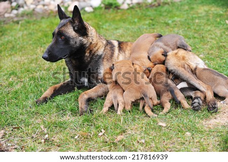 female dog of Belgian shepherds malinois  with puppies