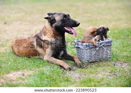 female dog of belgian shepherds malinois  with puppies