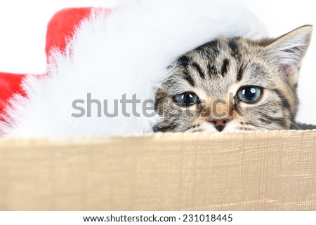 Funny kitten with santa claus hat in gift box