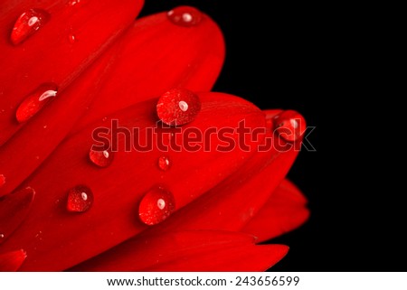 red gerbera flower close up  background