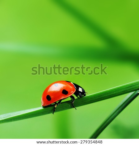 Red ladybird with seven black dots sitting on green grass. Beautiful nature