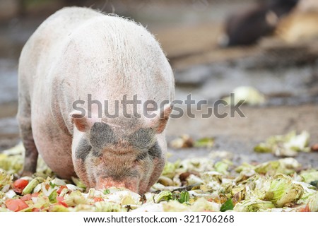 pigs eating from  feeding trough in  zoo