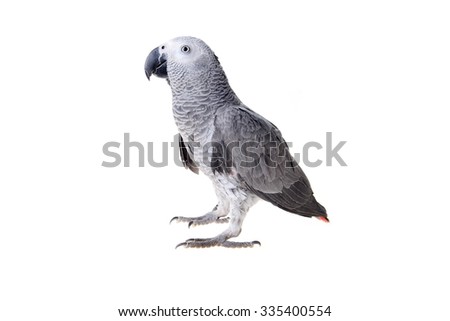 Jaco or African gray parrot in home