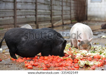 pigs eating from  feeding trough in  zoo