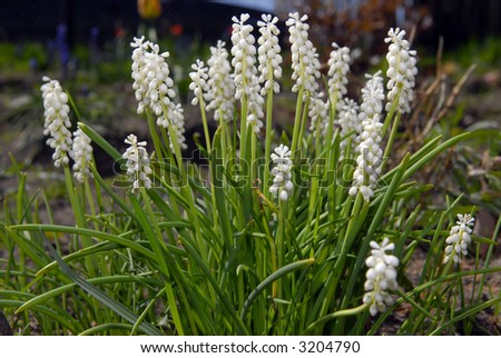 white flowers in the field
