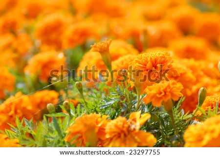 Field from orange  flowers and greens