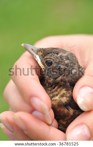 human hands holding small bird