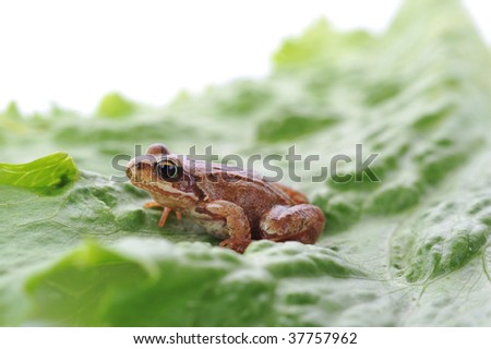 small frog very close up on leaf