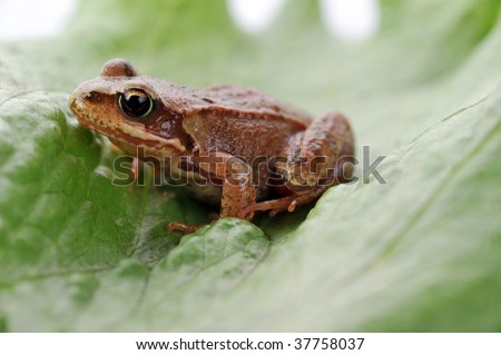 small frog very close up on leaf