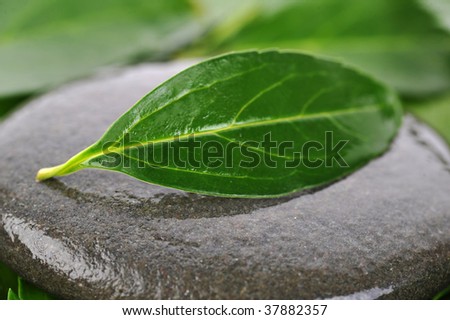 stones and green leaves isolated closeup