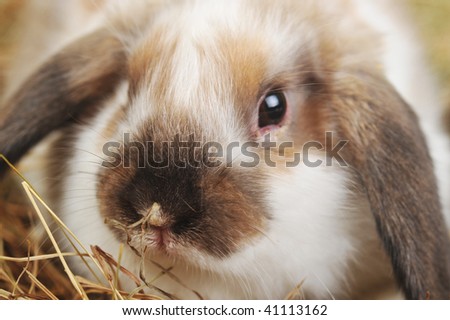 cute small rabbit close up