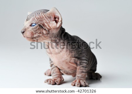 small egyptian bald cat on white background