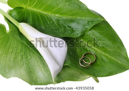 stock photo white calla lily and wedding rings on green leaves close up