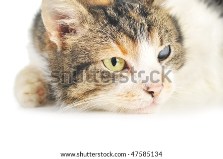 cute  grey-white cat  isolated