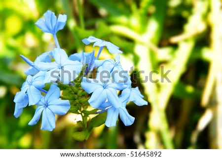 Small blue flowers and green grass