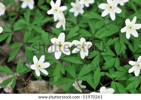 Blossoming white flowers  in  spring