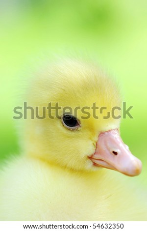 Small ducklings outdoor close up
