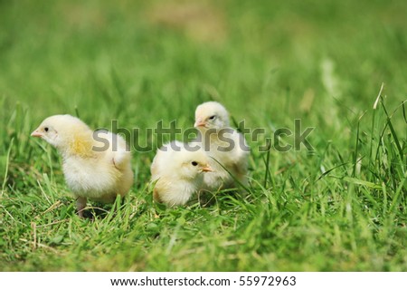 three fluffy chicks walks  in green grass