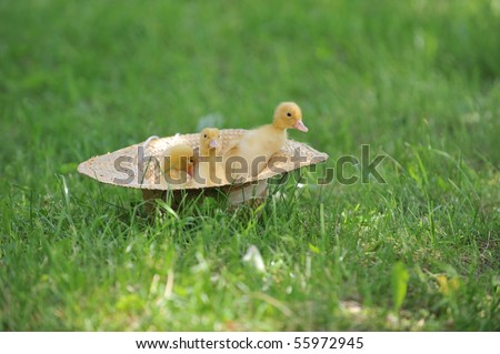 three cute fluffy  ducklings sitting in straw hat